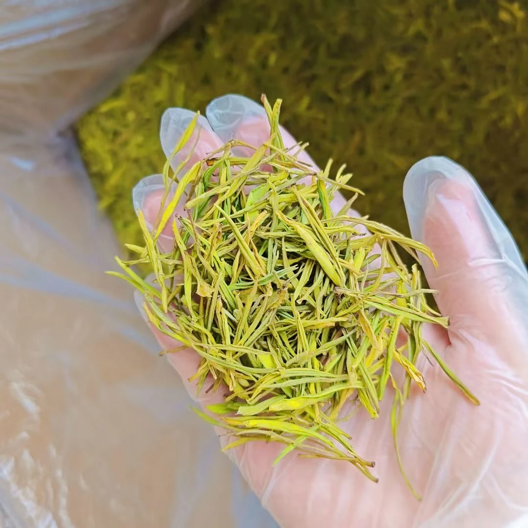 2025年雨前新茶安吉黄金芽