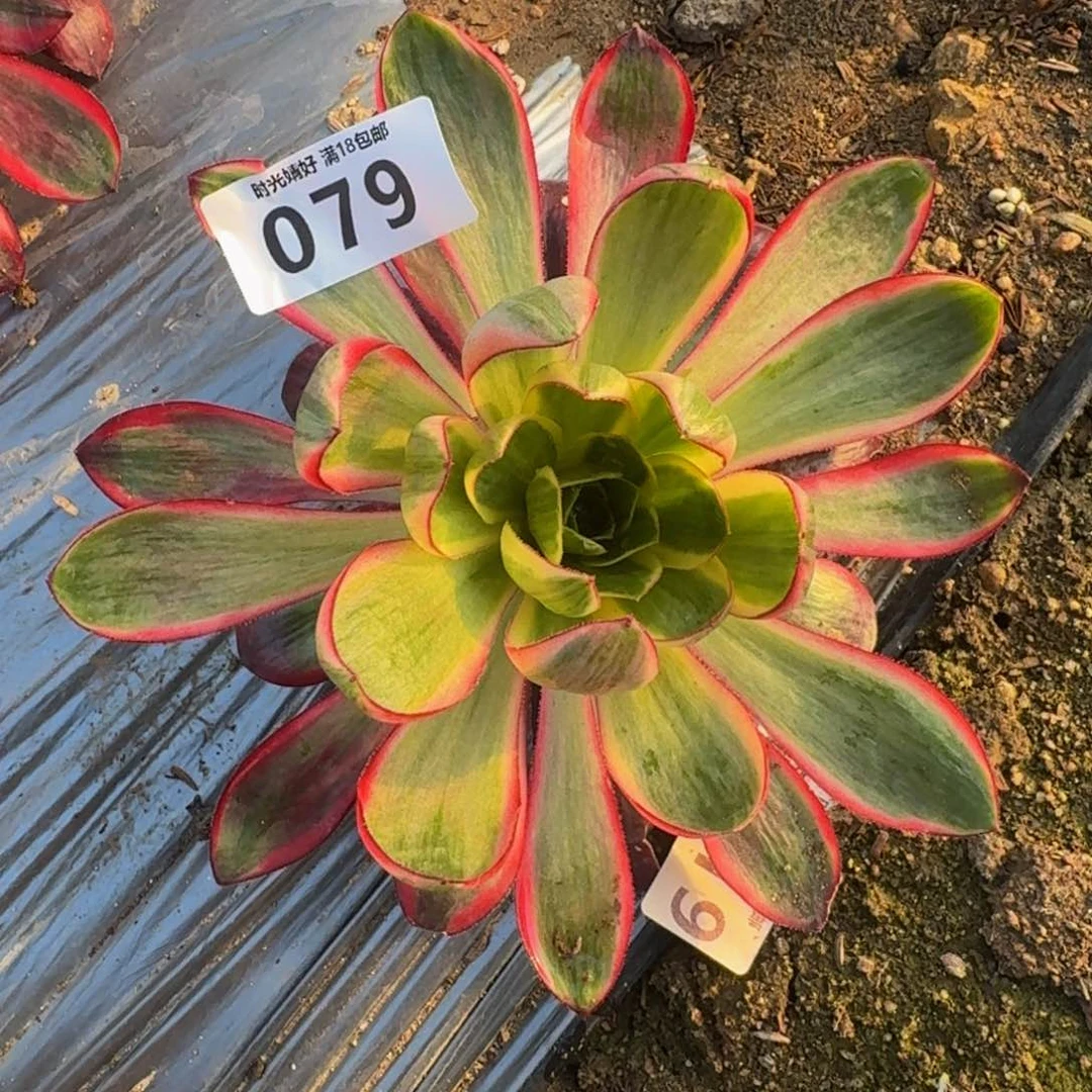 079烈焰。多肉植物