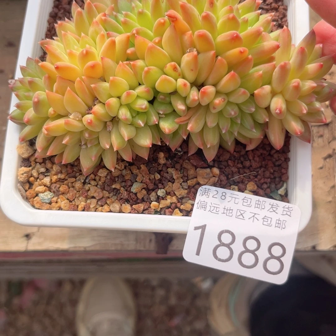 大1888；j f v c jc v b