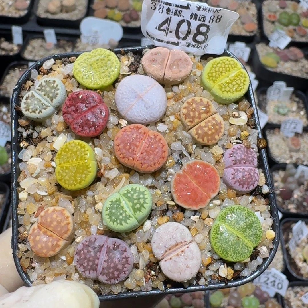 zzzz精品生石花408