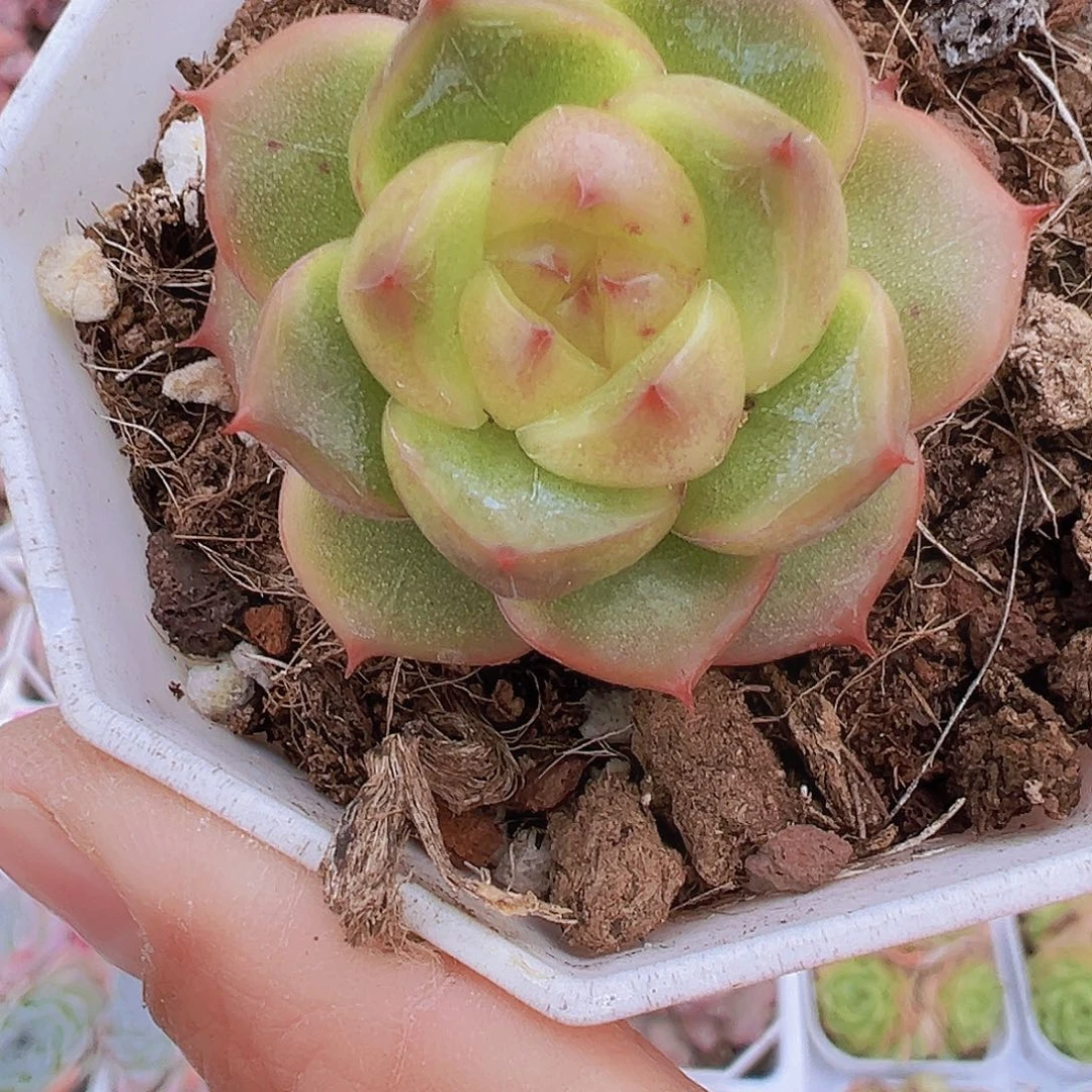 灯泡珍妮19包邮多肉