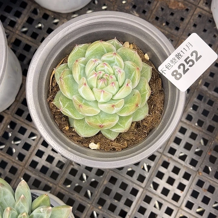 阿雅园艺。       8252雪花