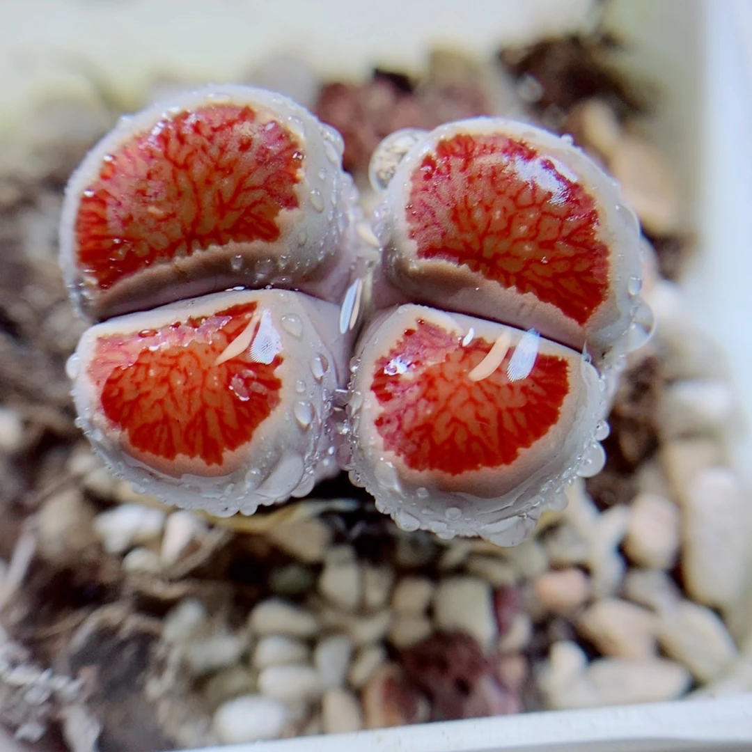 生石花花花花花花花花914