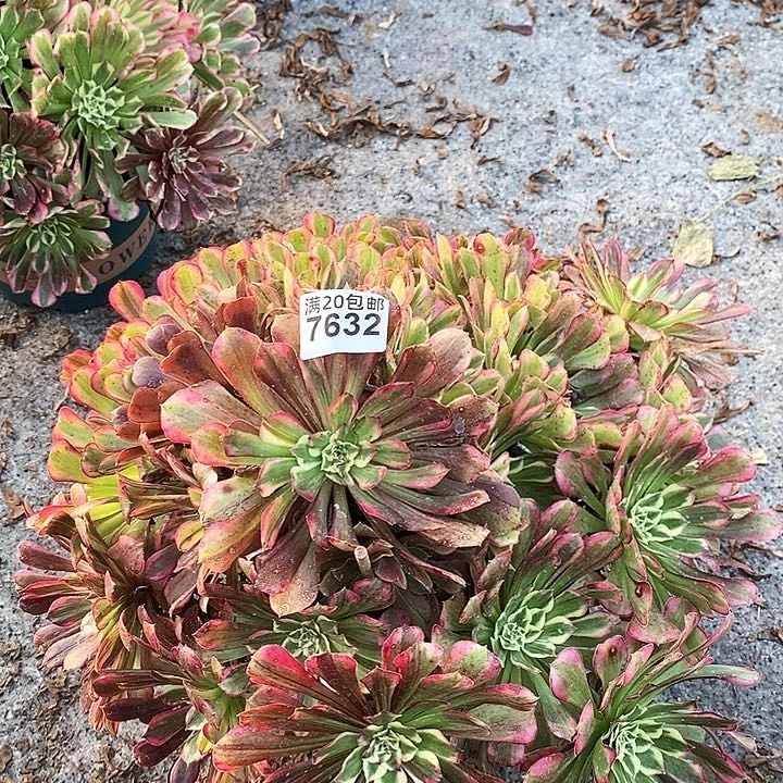 7632 一颗同花顺法师