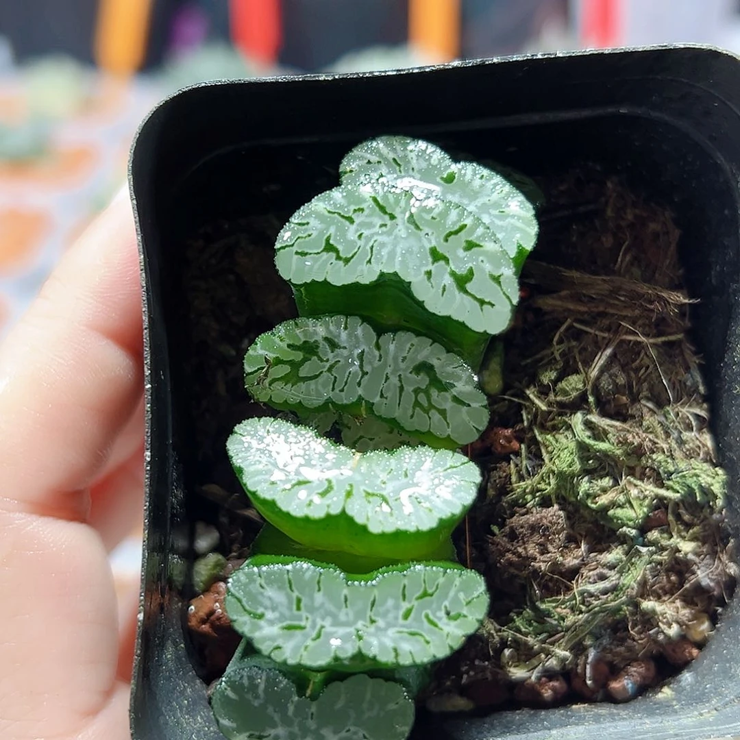 十二卷多肉玄武玉扇
