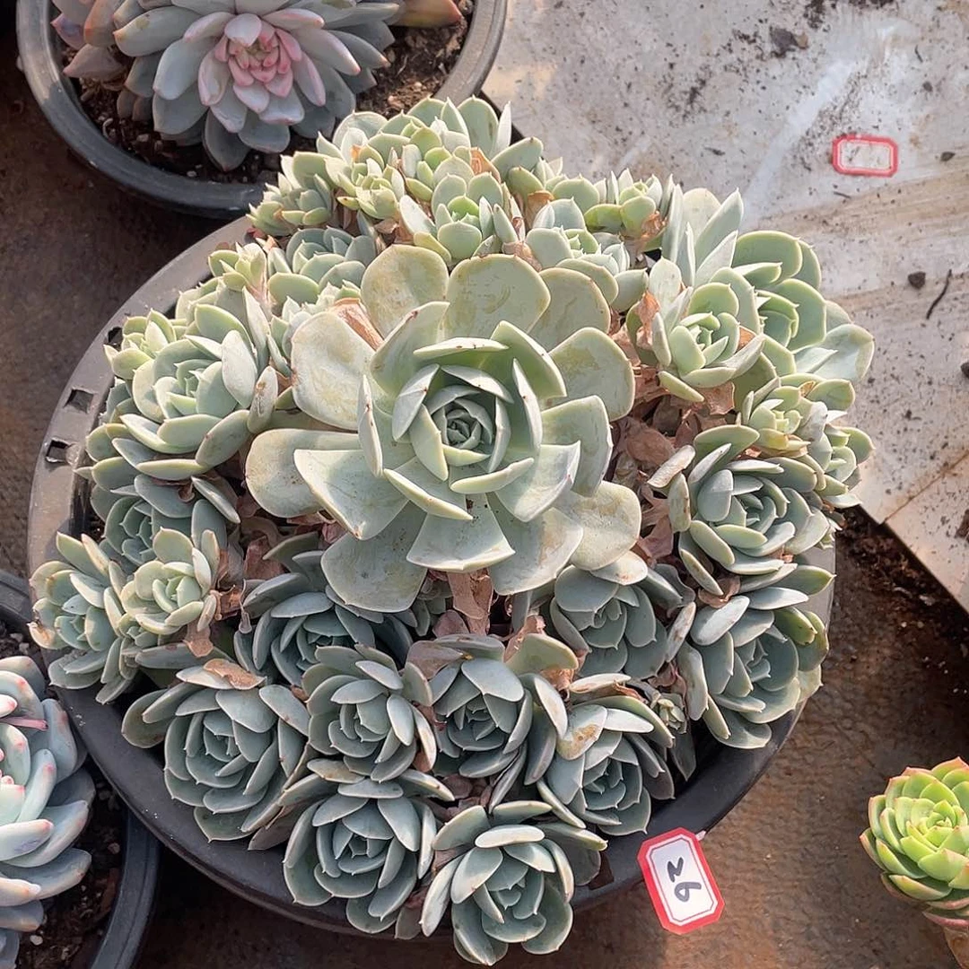 26安娜玫瑰 一物一拍多肉