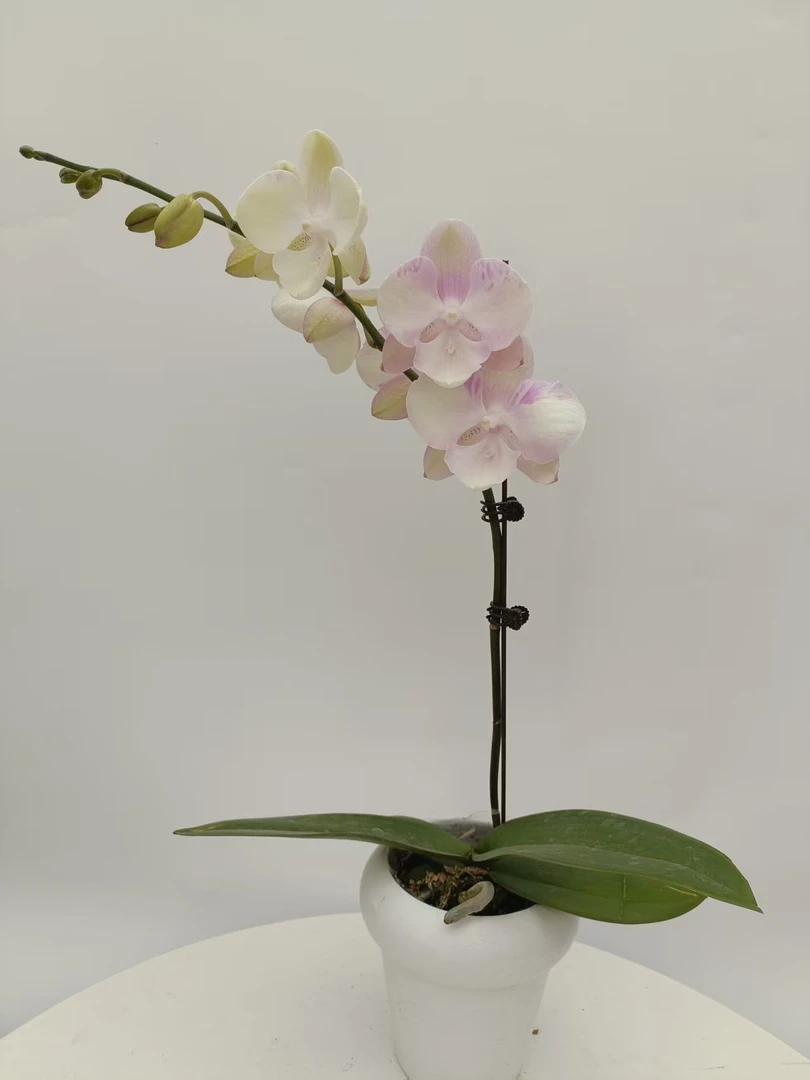 欢然花田蝴蝶兰（威尼斯）单剑