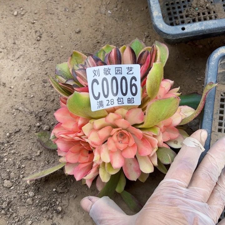 无根流星雨多肉植物法师006