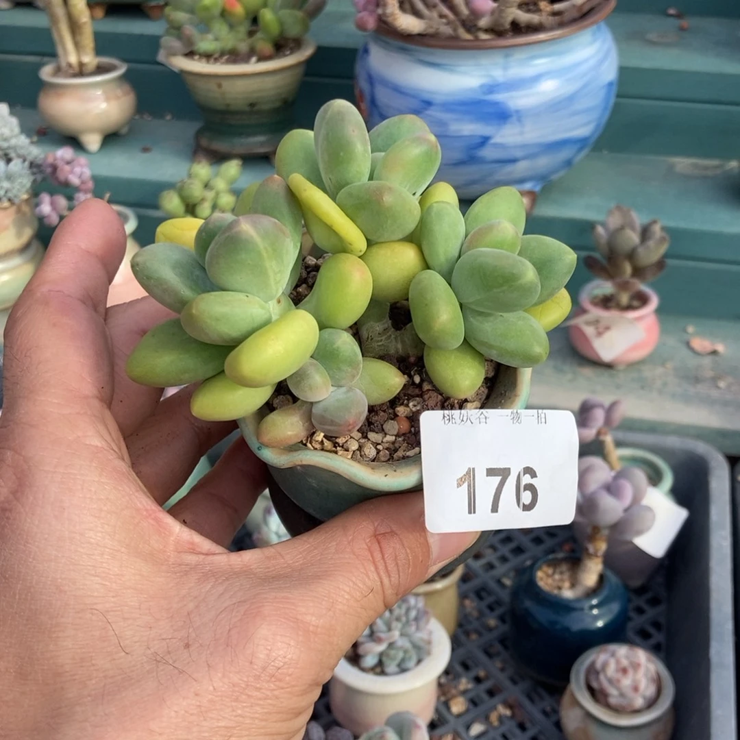 176金蝉28带盆发货