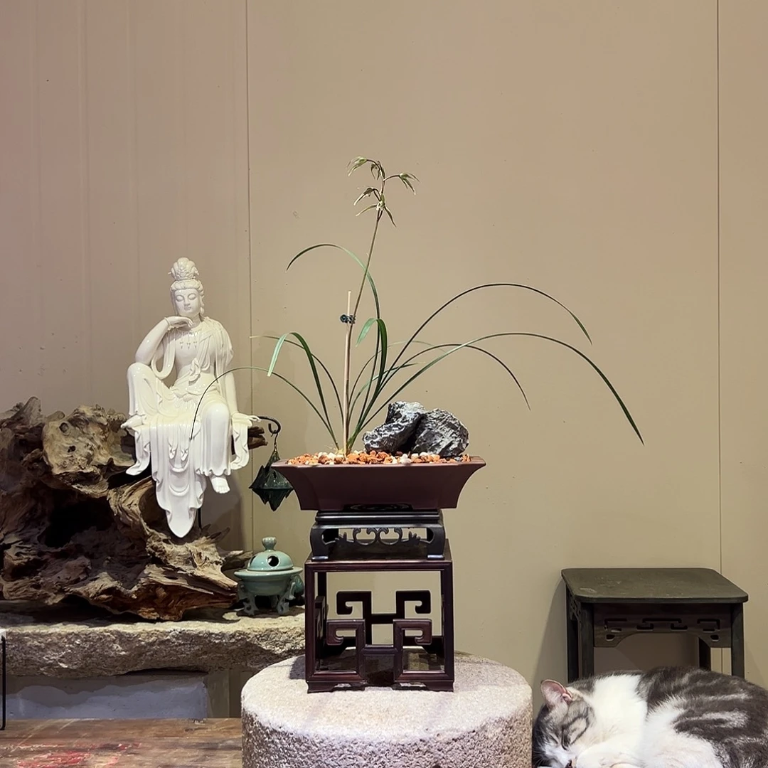 大部分花苞少量开放细叶寒兰