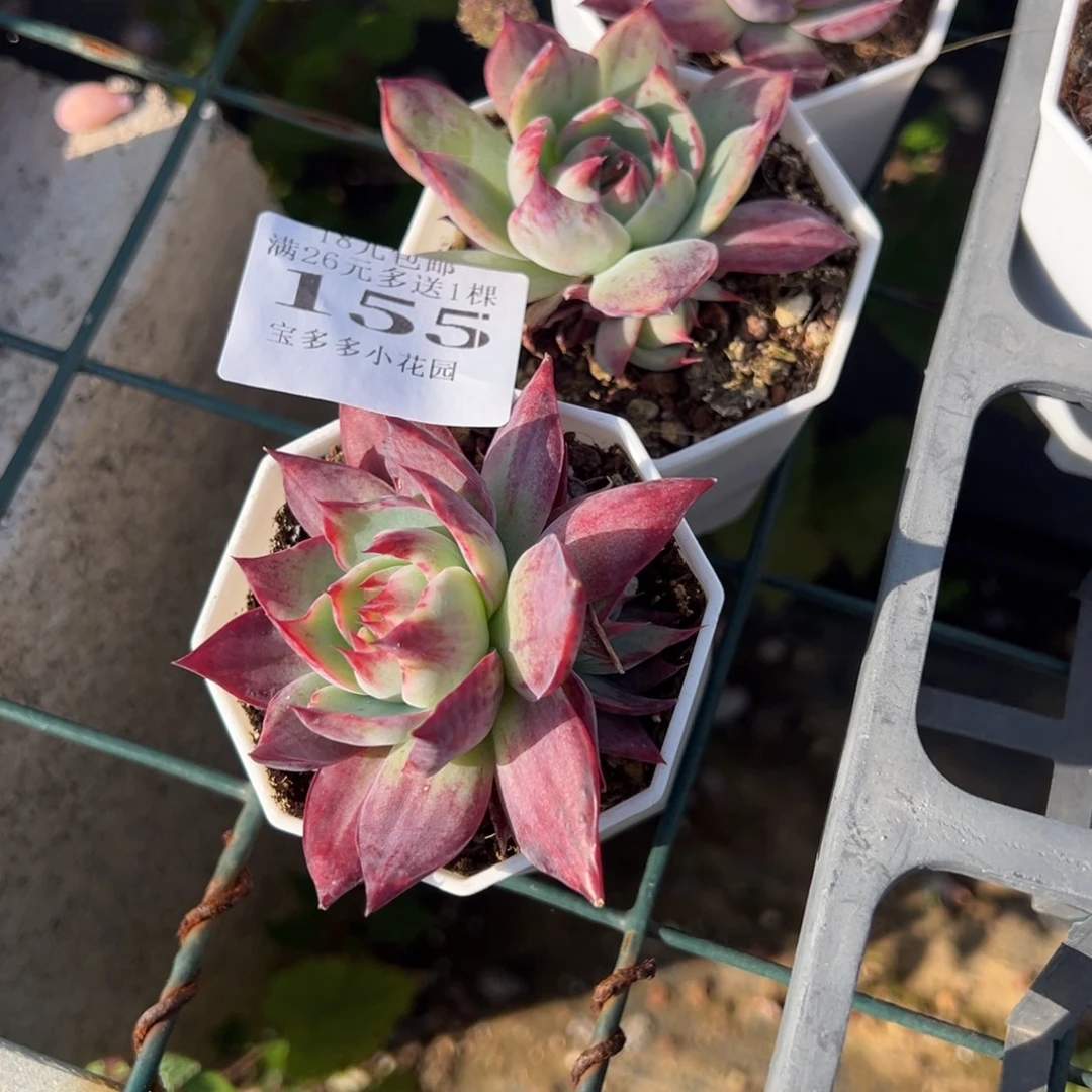 凡***心155号2颗惊鸿仙子量拍多肉满18元包邮下午发货