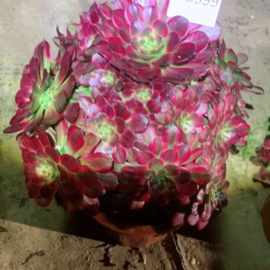 潇**生多肉植物399多肉