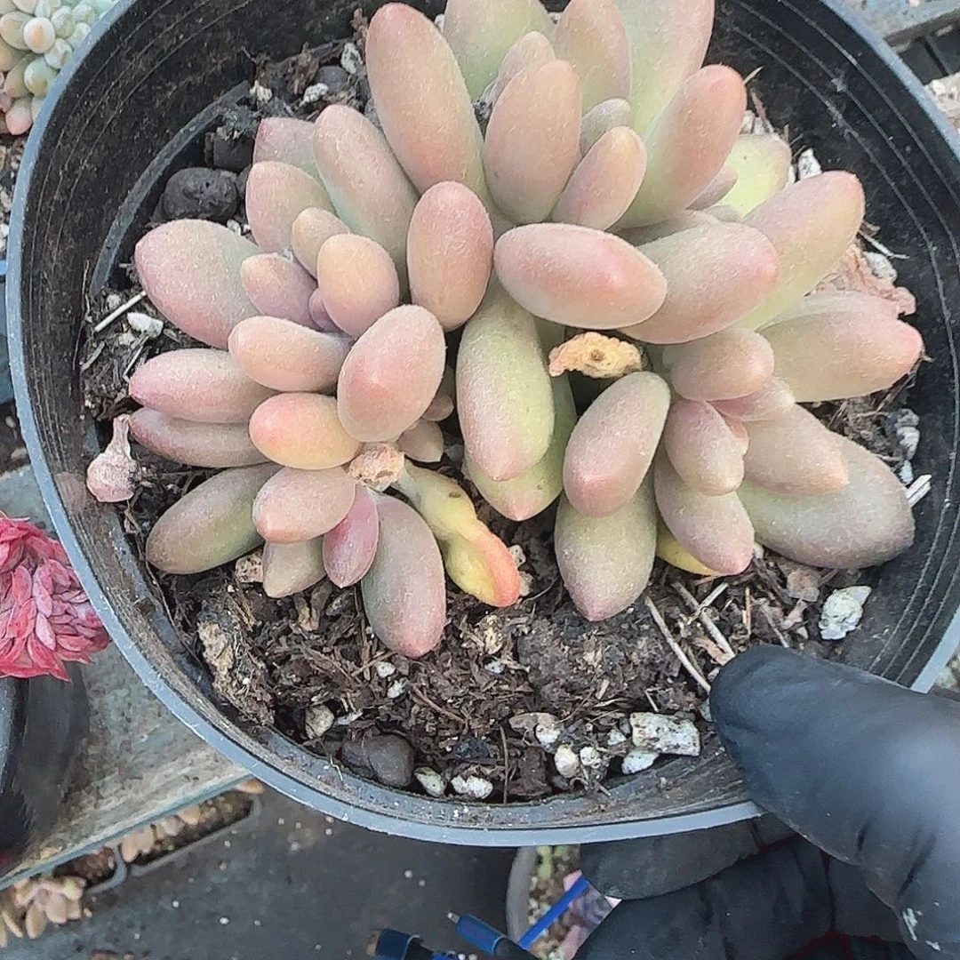 青蛙王子儿童牙膏11