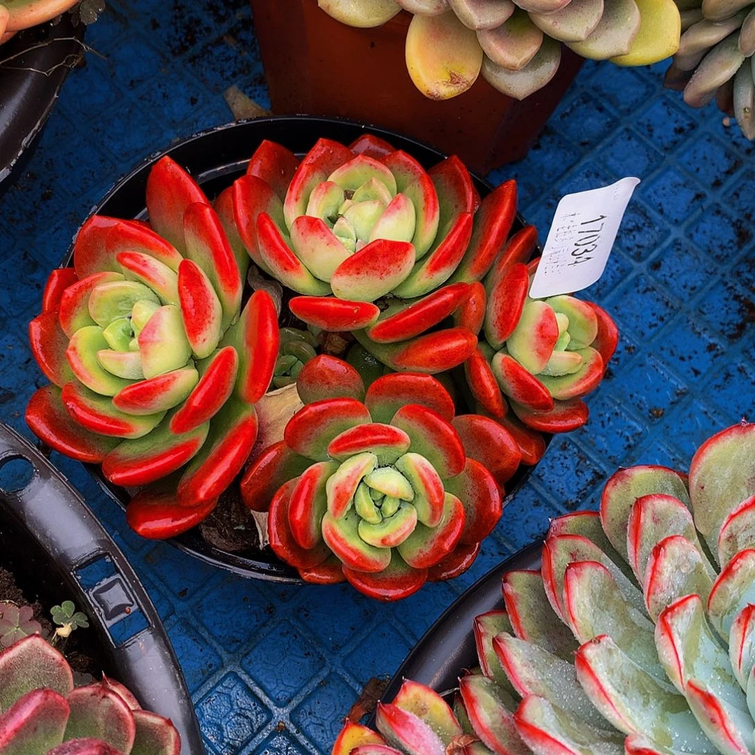 阳***孩    拉萨多肉17034