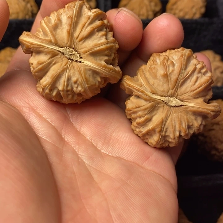 微修尖白狮子43尺寸