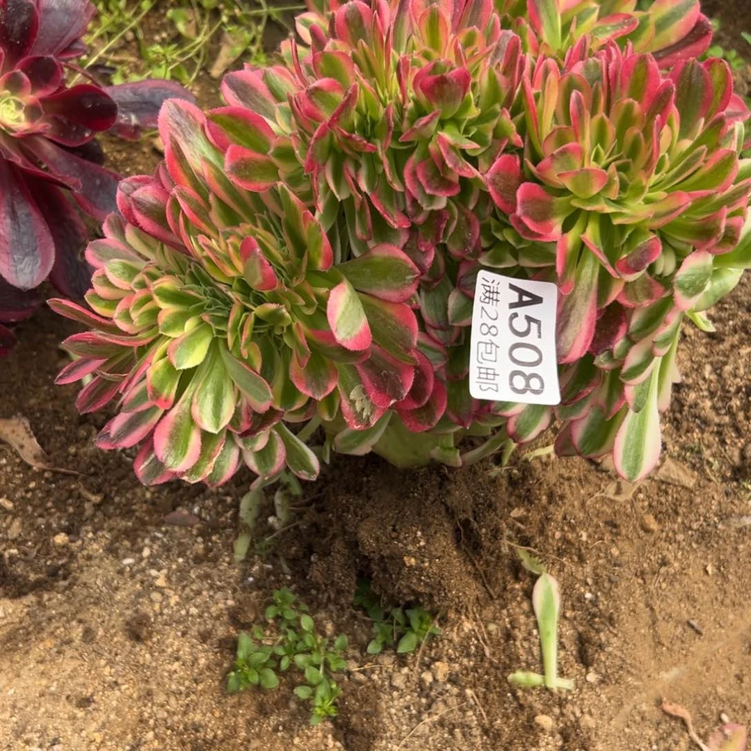508多肉   红袖缀