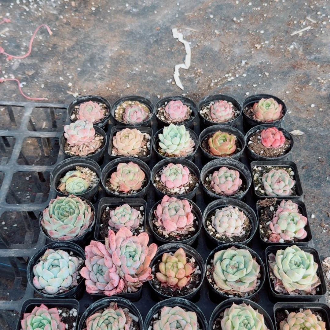 多肉杂交三十颗混合量拍5-6