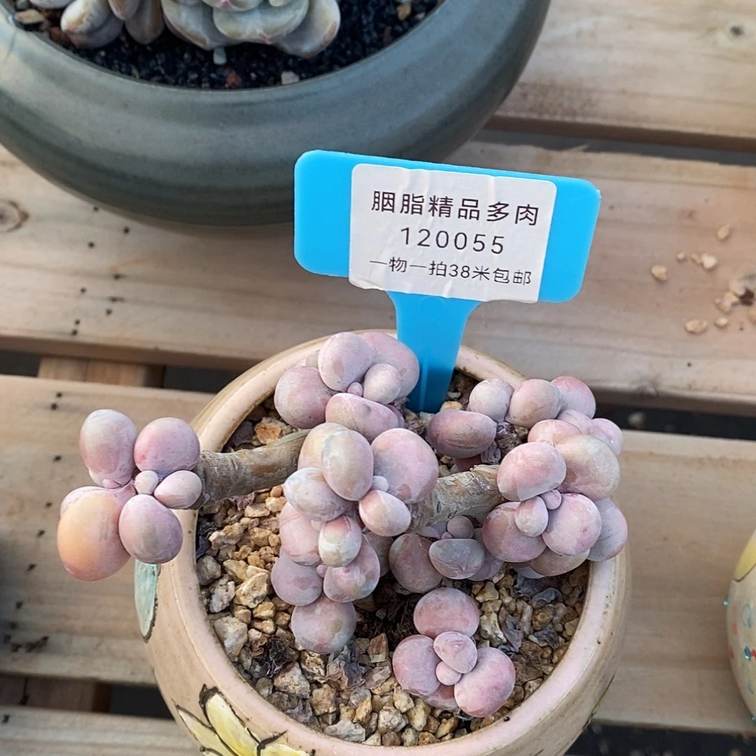 120055测距来了吗无聊