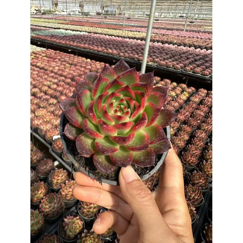 10#果冻幽兰多肉植物  前男友精品多肉
