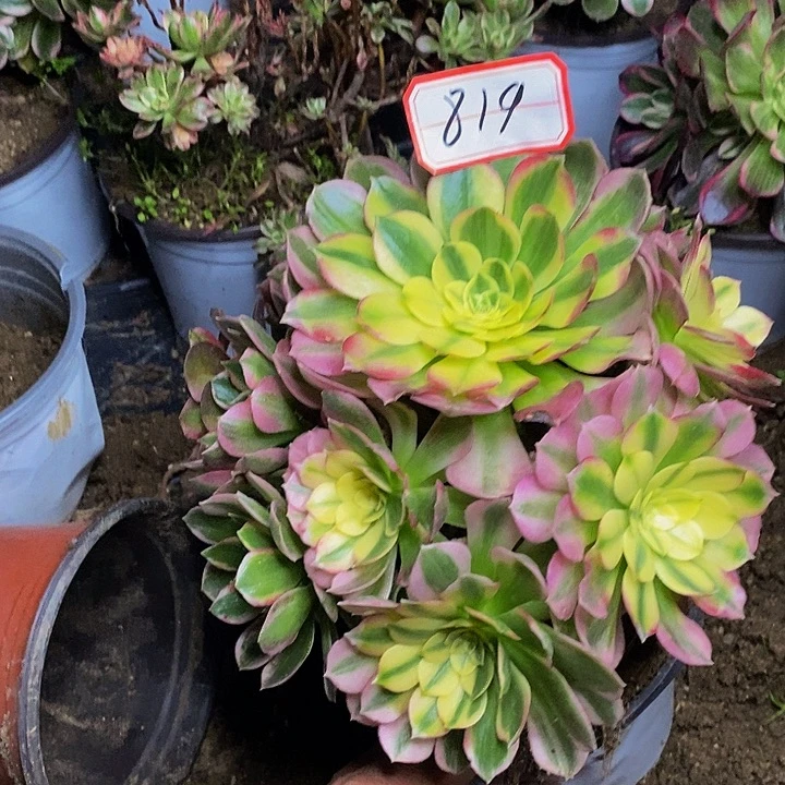 @***笑粉体海仙老桩捧花819好