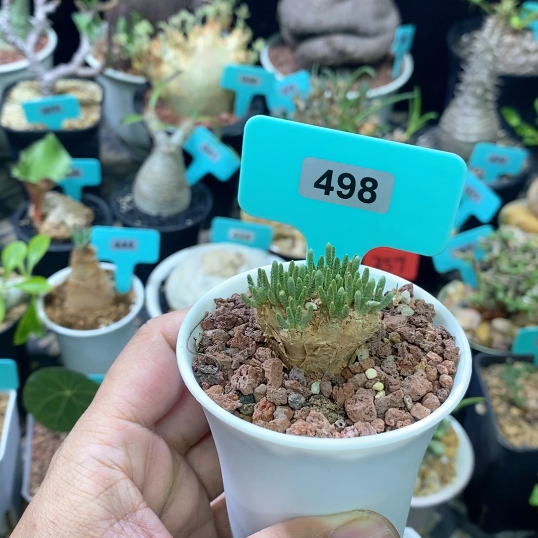 任锦多肉植物一个