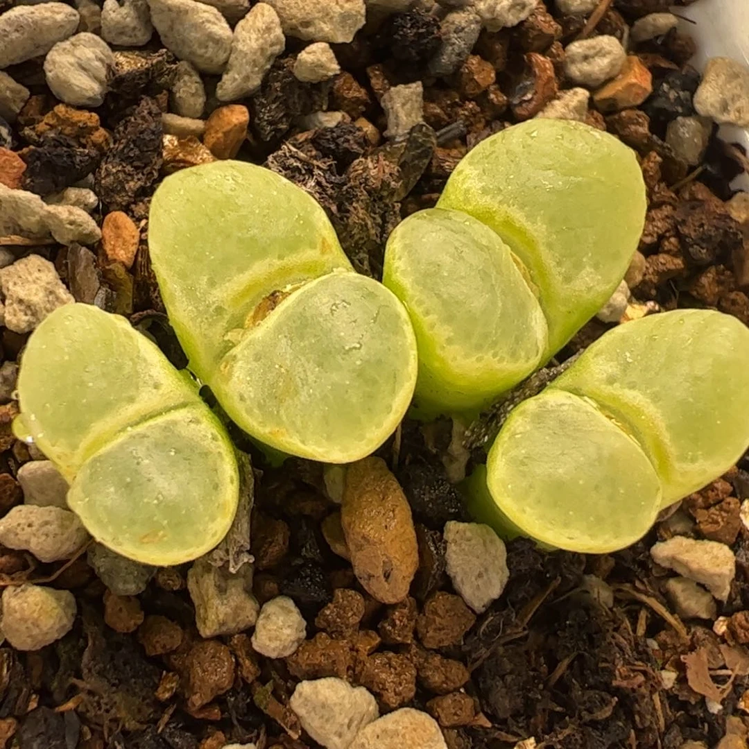 741多肉植物百科