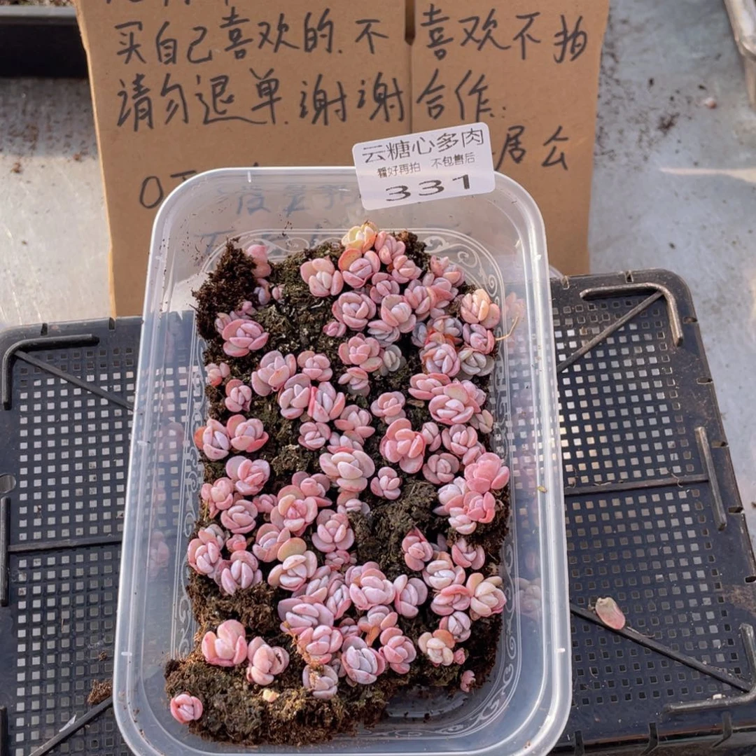 云糖心多肉植物331