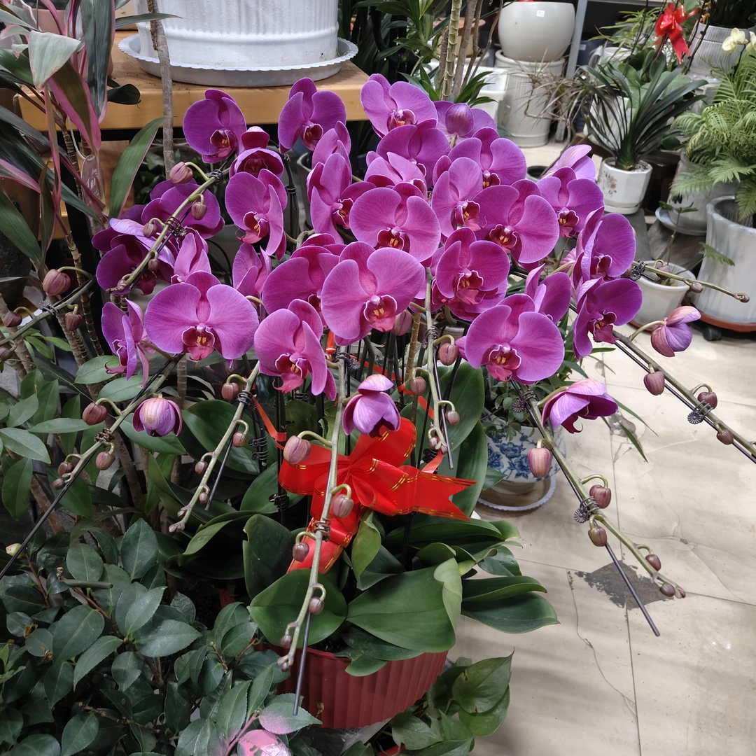 年宵品蝴蝶兰汶上小时达盆栽绿植