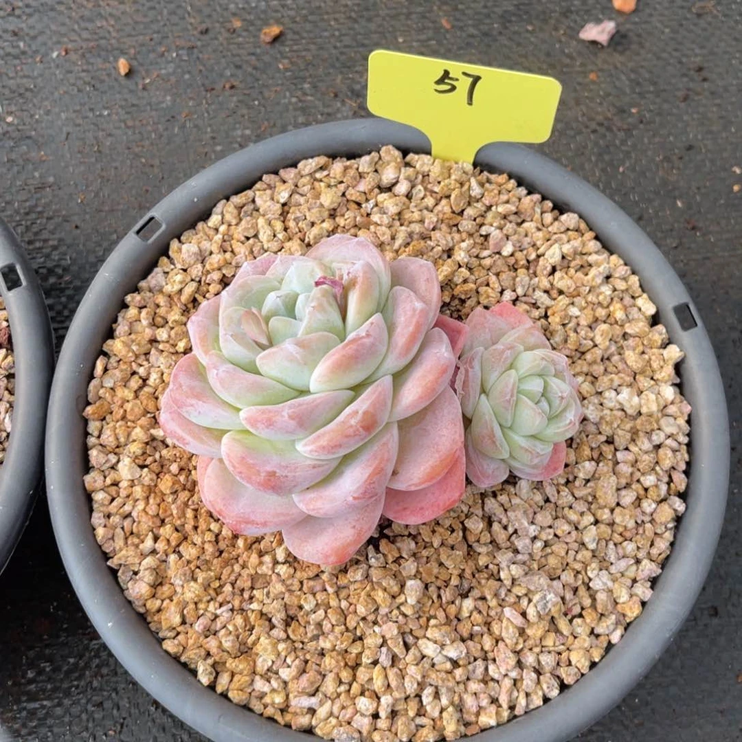 57号冰玉一物一拍多肉