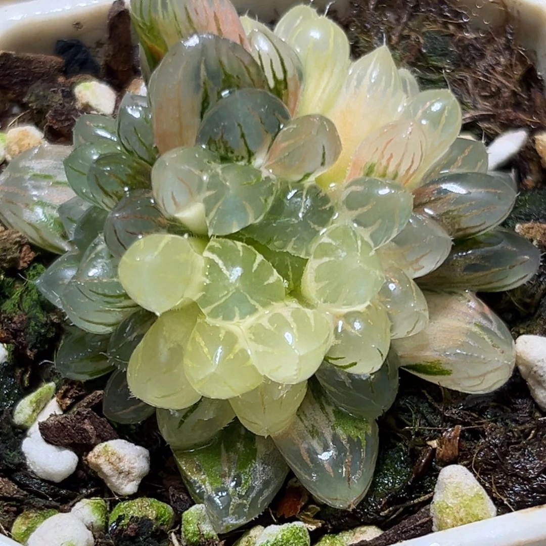 恭喜发财大吉大利706