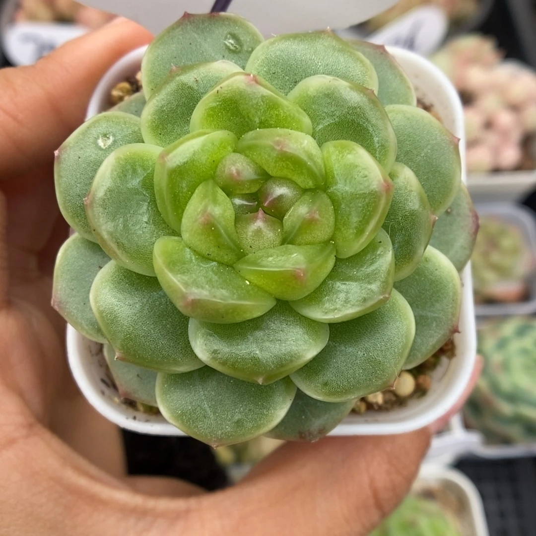 x7灯泡心珍妮589号