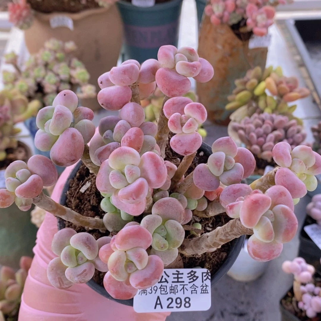 芒果奶11cm298多肉植物