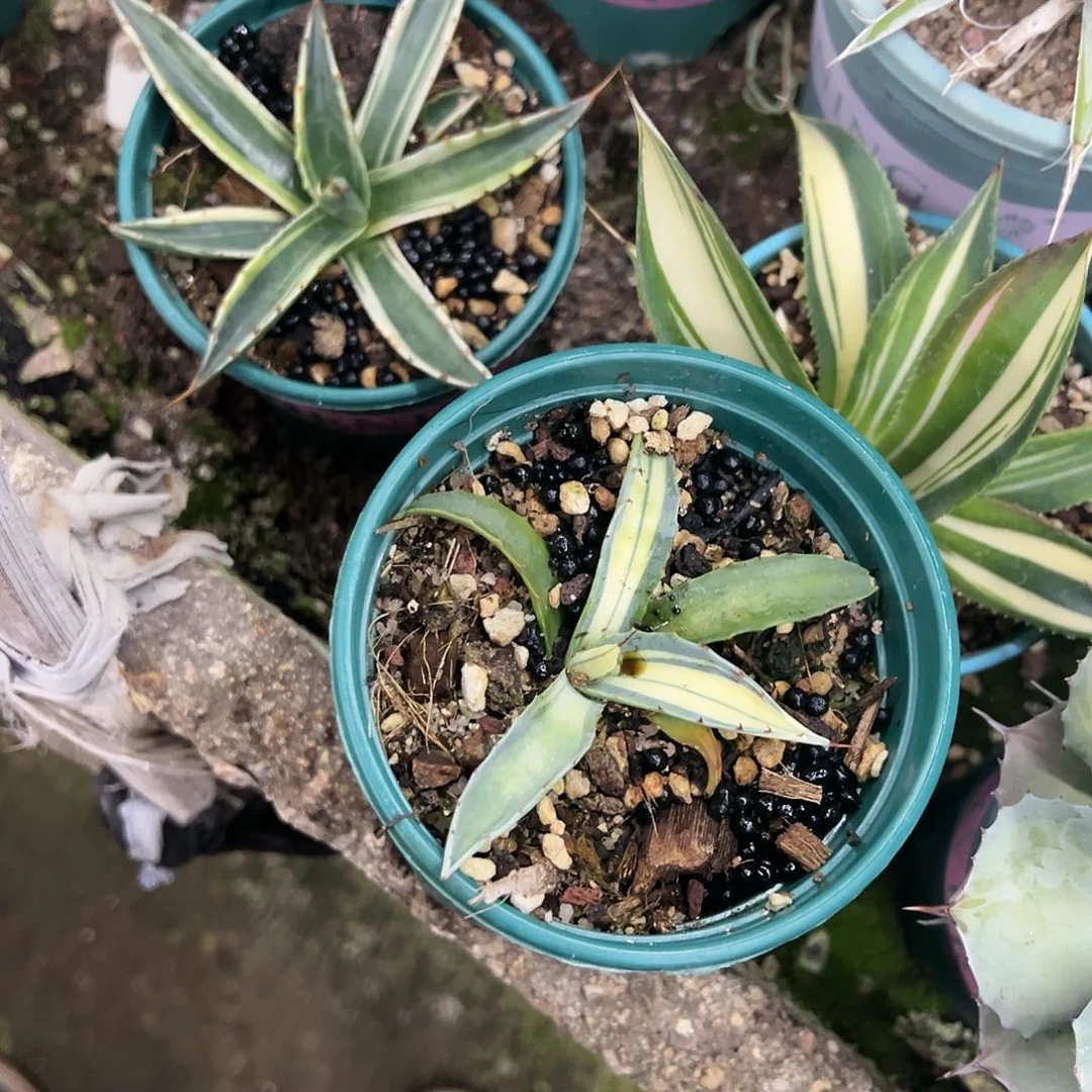 陌*人赖光白中蒙塔娜白腹轮2颗植物