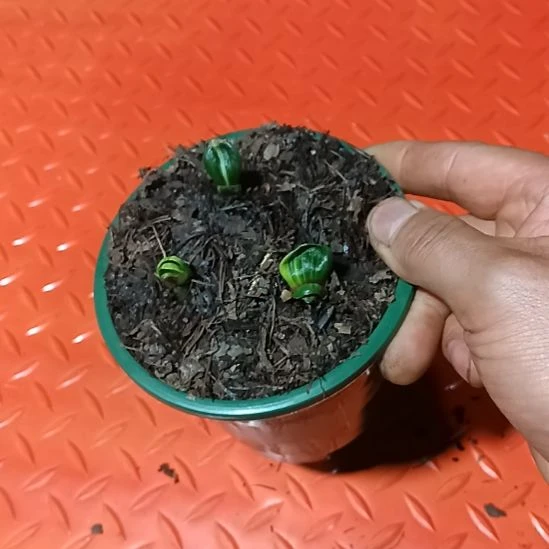 君子兰小苗君子兰小苗