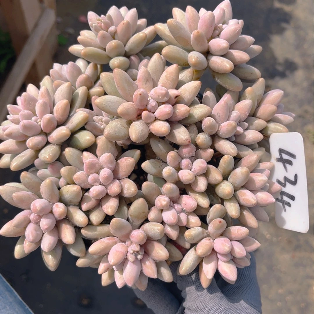 粉色恋人888888888888