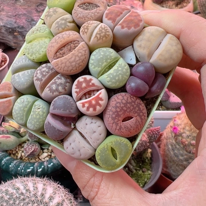 可以说是我的最爱了呀