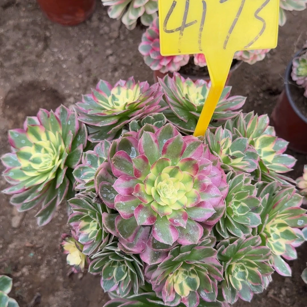 4173---海王多肉植物