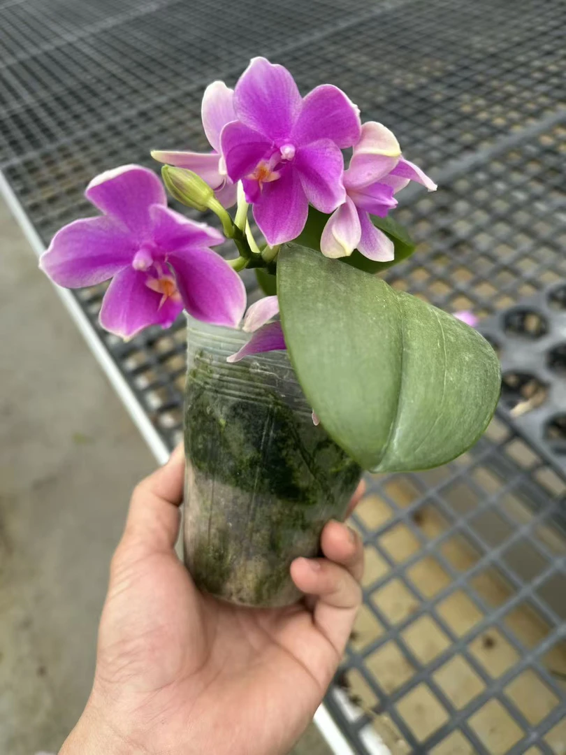 香奈儿蝴蝶兰，单颗带小瑕疵品，