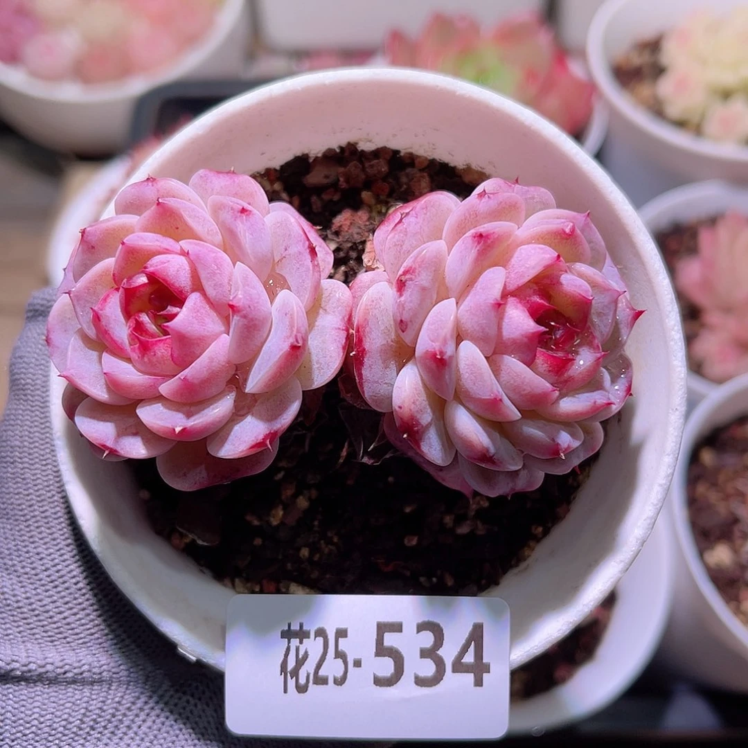 花25-534天鹅绒双头