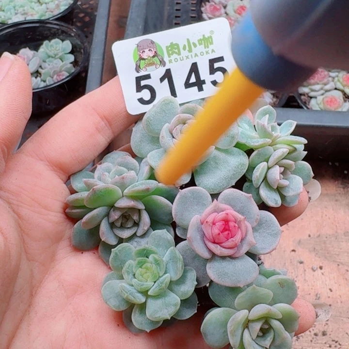 多肉植物多肉植物