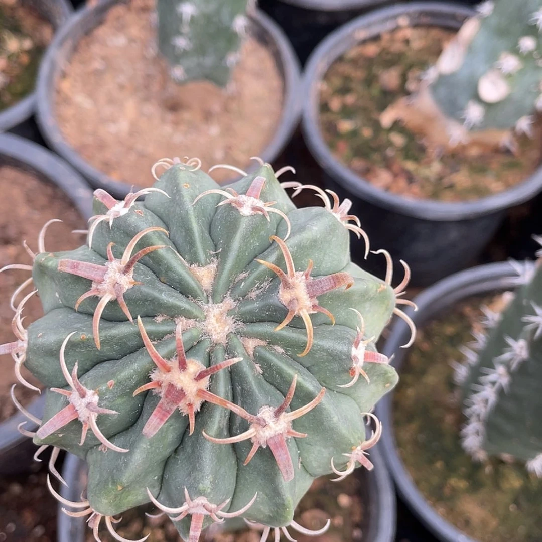 【闪购商品】武藏凌波苗接6666