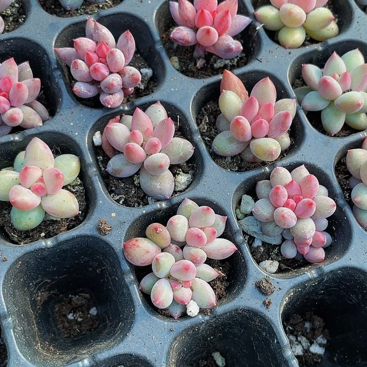 小虞美人2.8带土发