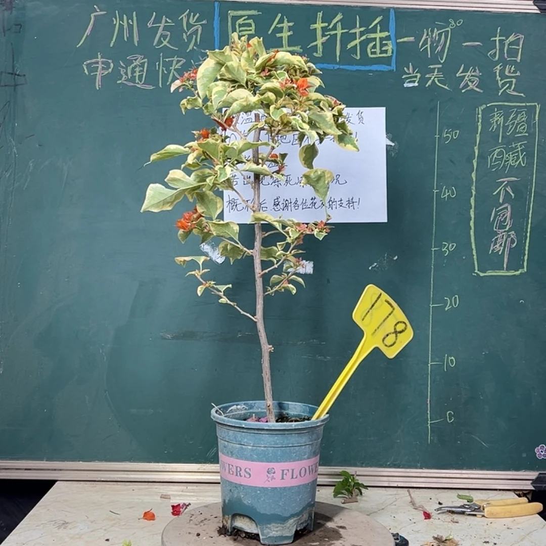 完全开放橙冰 棒棒糖型 178