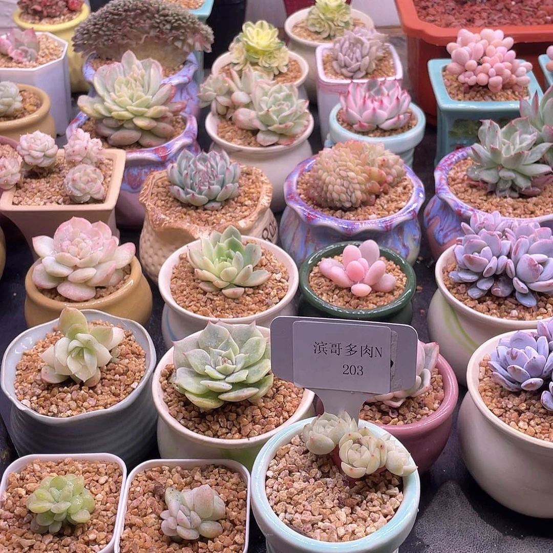 滨哥多肉N203白恋朵朵