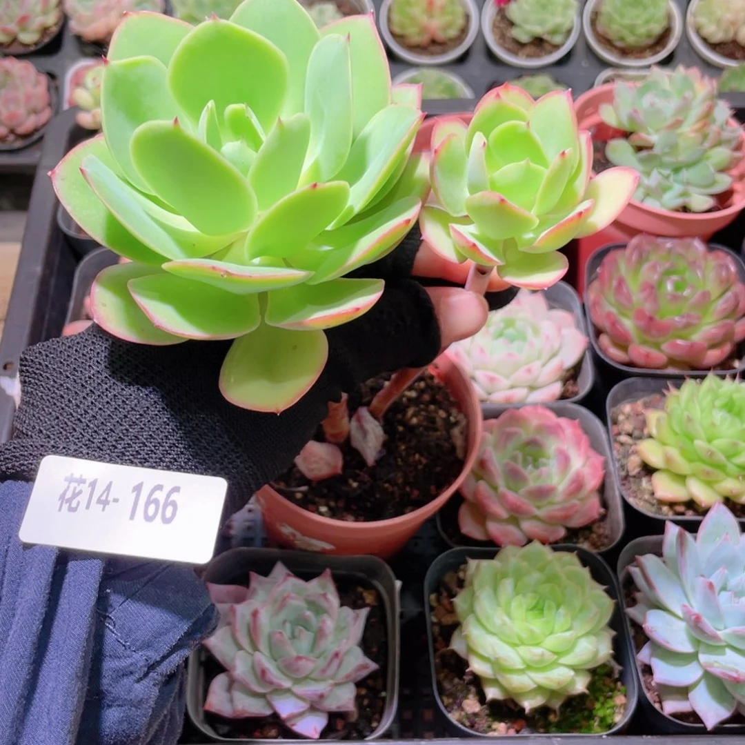 花利美14-166碧桃