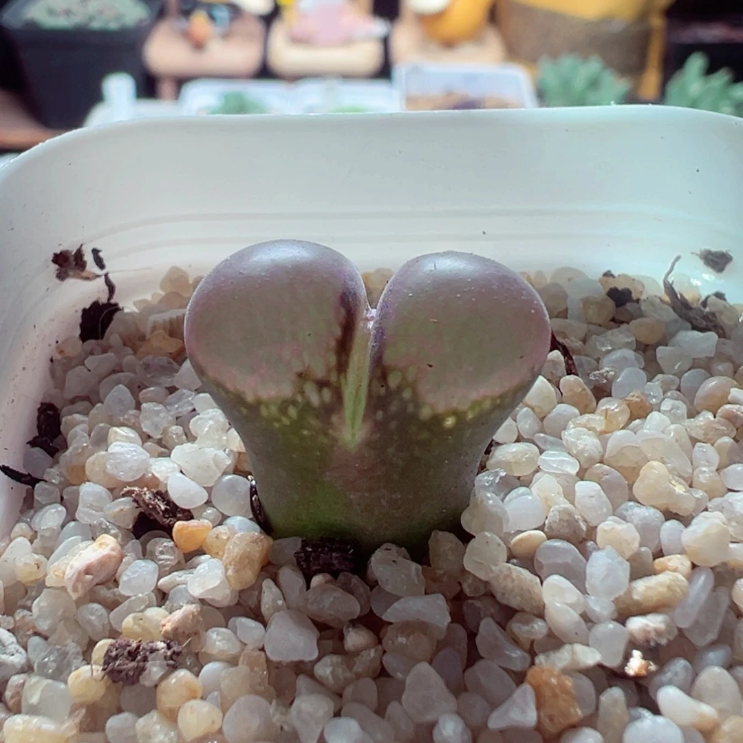 1012-114多肉多肉红风铃