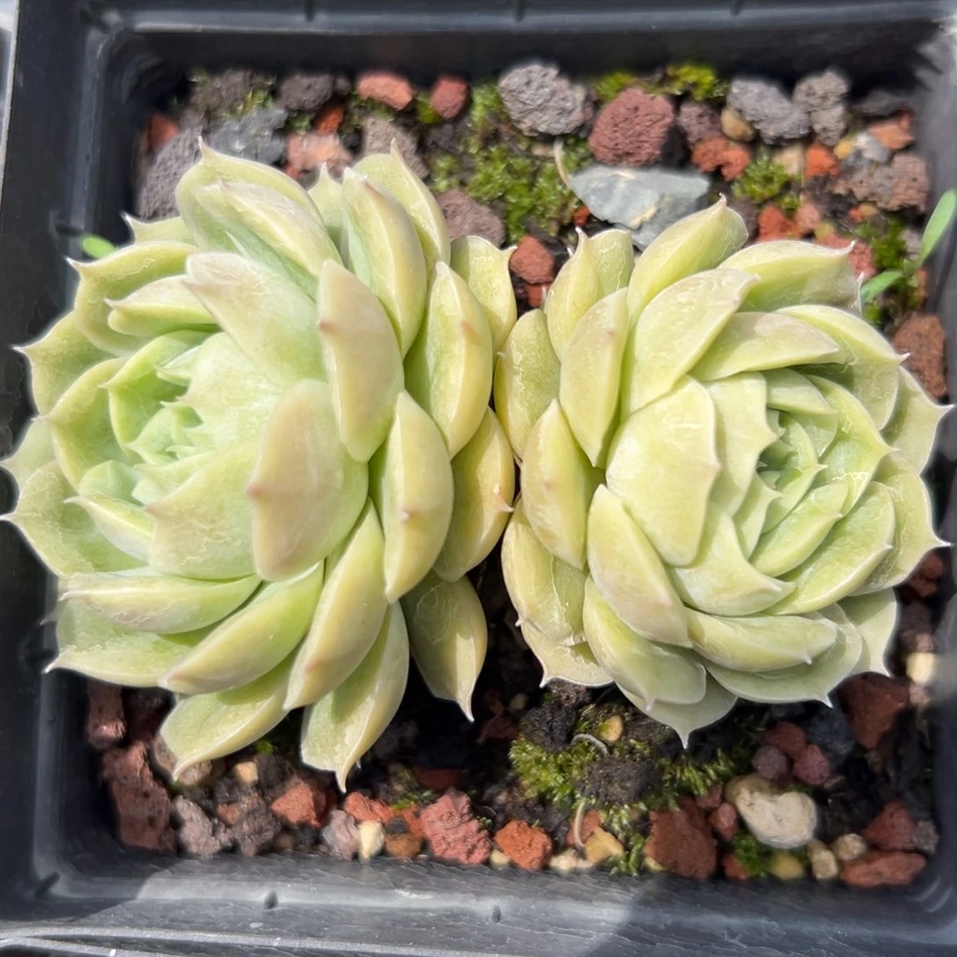 昂斯洛精控多肉一物一拍