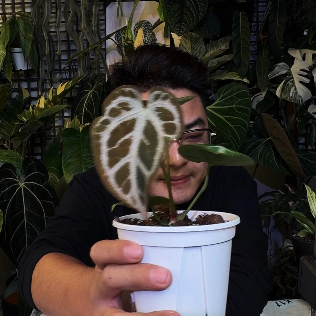 完全开放X129银虎杂超级银