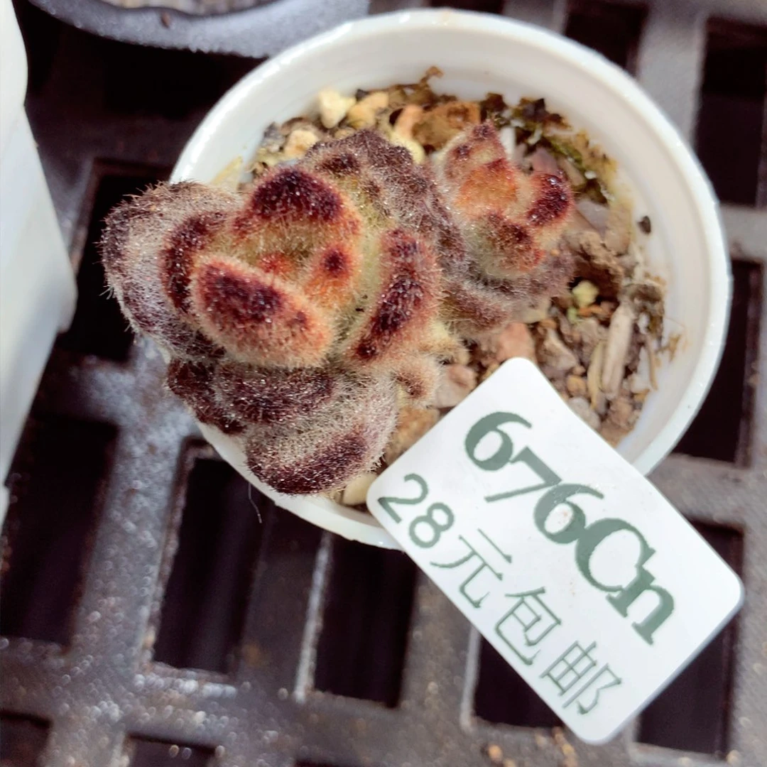 5厘米盆精控多肉676