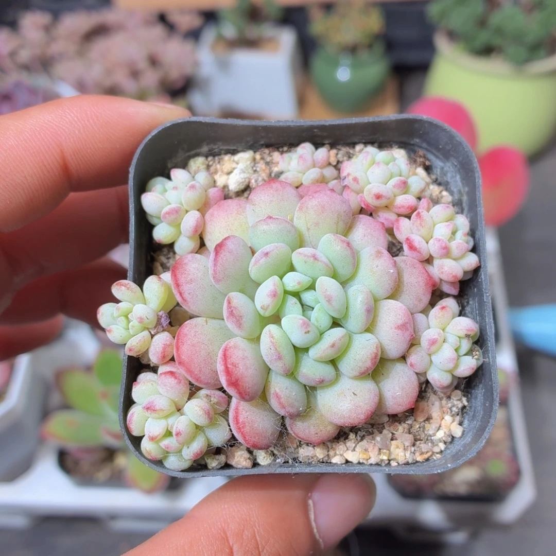 萌豆多肉9.9包邮发货